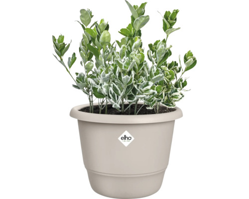 Im Bild ist eine Euonymus-Pflanze in einem Elho-Pflanztopf zu sehen.