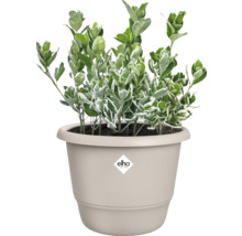 Im Bild ist ein Spindelstrauch in einem Elho Blumentopf zu sehen.