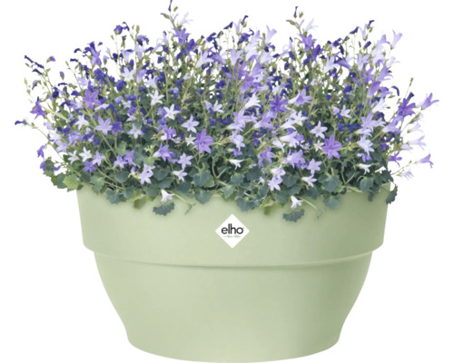 Glockenblumen in einem Pflanzgefäß mit Elho Logo