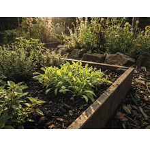 Hochbeet mit verschiedenen Kräutern und Pflanzen im Garten