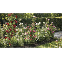Gartenszene mit Rosen auf einer Rankhilfe