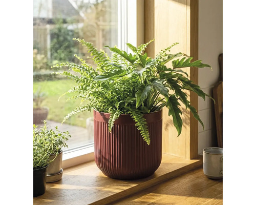 Zimmerpflanzen in einem Topf auf einer Fensterbank