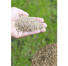 Eine Handvoll Rasensamen vor grünem Hintergrund