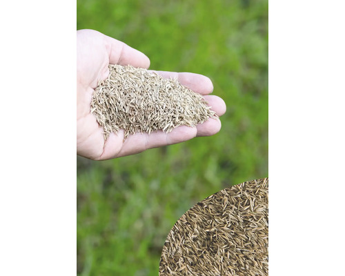 Eine Handvoll Rasensamen vor grünem Hintergrund