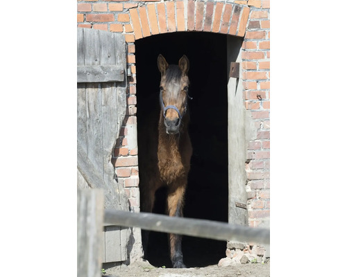 Pferd steht in einem Stall mit Ziegelmauerwerk