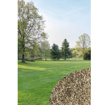 Landschaftsbild mit Rasenfläche, Bäumen und Rasensamen