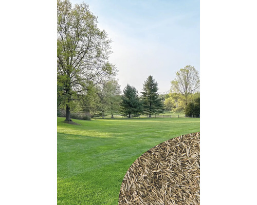 Landschaftsbild mit Rasenfläche, Bäumen und Rasensamen