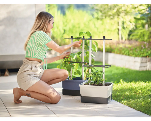 Frau arbeitet im Garten mit Pflanzen in Pflanzkästen mit Rankhilfe.