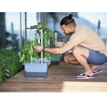 Mann erntet Paprika aus einem Pflanzkasten auf einer Terrasse