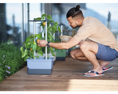 Mann erntet Paprika aus einem Pflanzkasten auf einer Terrasse