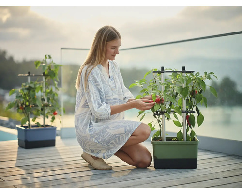 Frau erntet Gemüse von einem Pflanzgefäß mit Rankhilfe auf einer Terrasse.