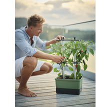 Mann mit Pflanzkasten und Chili-Pflanze im Freien