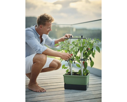 Mann mit Pflanzkasten und Chili-Pflanze im Freien