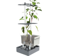 Hydrokultur-System mit Chilipflanze für den Innenbereich