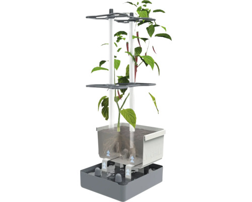 Hydrokultur-System mit Chilipflanze für den Innenbereich