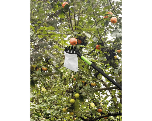 Apfelpflücker im Einsatz an einem Apfelbaum mit reifen Früchten.
