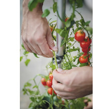 Eine Person befestigt Tomatenpflanzen mit Pflanzenclips an einem Pflanzstab.