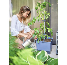 Frau gießt Tomatenpflanze in einem Pflanzgefäß mit Rankhilfe