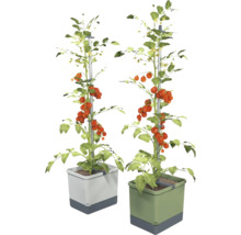 Zwei Tomatenpflanzen mit Kletterhilfe in Pflanzgefäßen