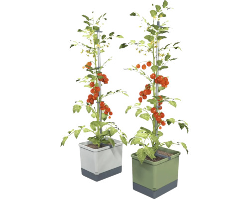 Zwei Tomatenpflanzen mit Kletterhilfe in Pflanzgefäßen