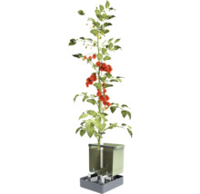 Tomatenpflanze im Hydrokultursystem