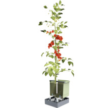 Tomatenpflanze in einem vertikalen Hydrokultursystem für den Garten