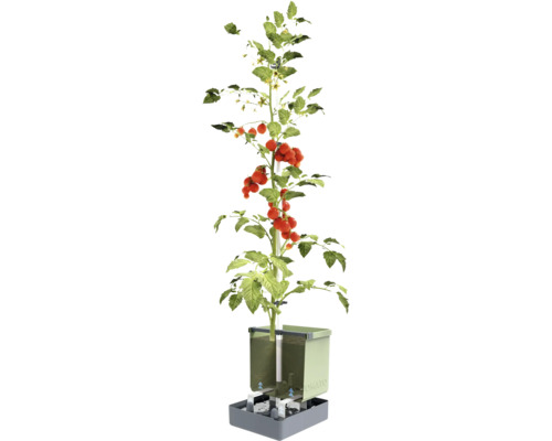 Tomatenpflanze in einem vertikalen Hydrokultursystem für den Garten