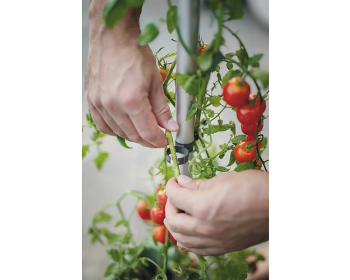 Eine Person befestigt eine Tomatenpflanze an einer Rankhilfe.