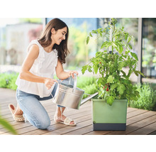 Frau gießt Tomatenpflanze in einem Hochbeet mit einer Gießkanne.