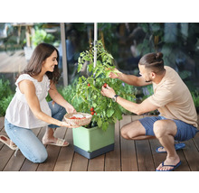 Zwei Personen ernten Tomaten aus einem Hochbeet mit Rankhilfe.