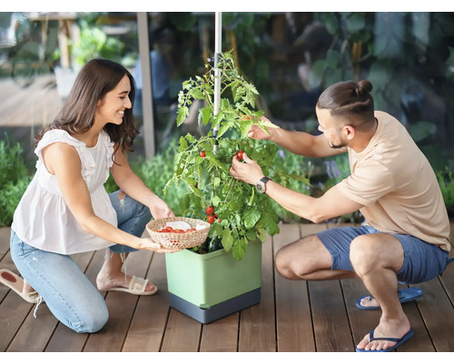 Zwei Personen ernten Tomaten aus einem Hochbeet mit Rankhilfe.