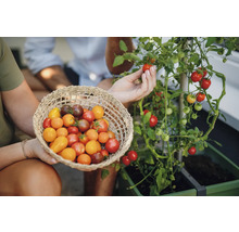Person pflückt Tomaten und hält einen Korb mit Tomaten