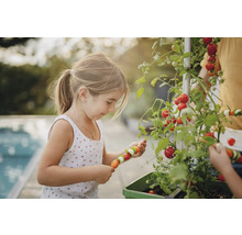Mädchen erntet Tomaten und macht Gemüsespieße in einem Hochbeet