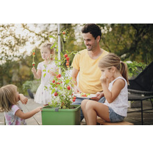 Familie erntet und isst Tomaten aus einem Hochbeet im Garten.