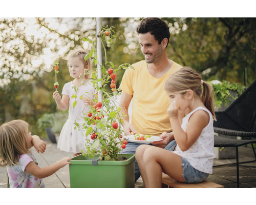 Familie erntet und isst Tomaten aus einem Hochbeet im Garten.