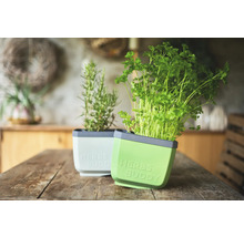 Kräutertöpfe mit Petersilie und Rosmarin auf Holztisch