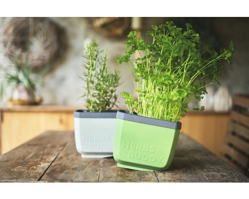 Kräutertöpfe mit Petersilie und Rosmarin auf Holztisch