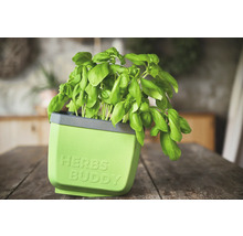 Basilikum in einem Kräutertopf mit der Aufschrift Herbs Buddy.