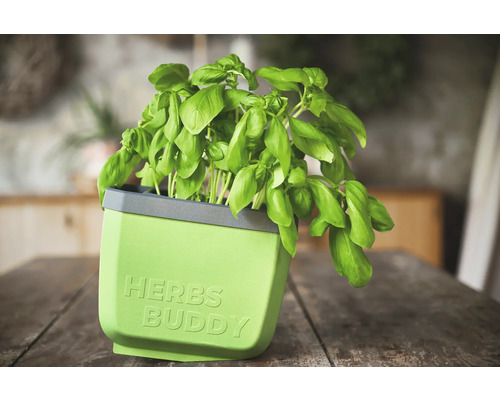 Basilikum in einem Kräutertopf mit der Aufschrift Herbs Buddy.