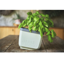 Basilikum im Kräutertopf auf einem Holztisch