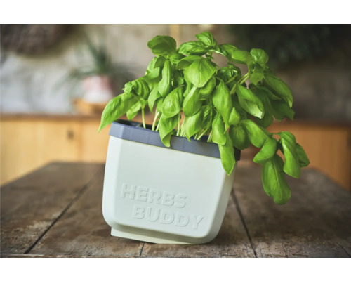 Basilikum im Kräutertopf auf einem Holztisch