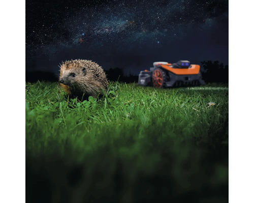 Igel im Gras mit Rasenmähroboter im Hintergrund unter dem Sternenhimmel