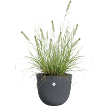 Gras in einem strukturierten Pflanztopf der Marke Elho