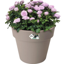 Topfrose mit hellvioletten Blüten in einem Blumentopf