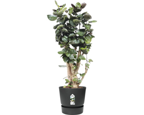 Zimmerpflanze in einem schwarzen Pflanzgefäß