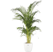 Areca Palme in weißem Topf