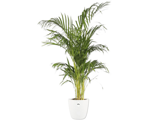 Areca Palme in weißem Topf