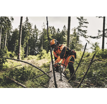 Forstarbeiter mit Kettensäge beim Baumfällen im Wald.
