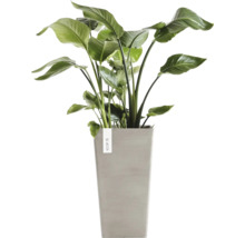 Strelitzia Nicolai Zimmerpflanze im hohen grauen Pflanzgefäß von Ecopots.