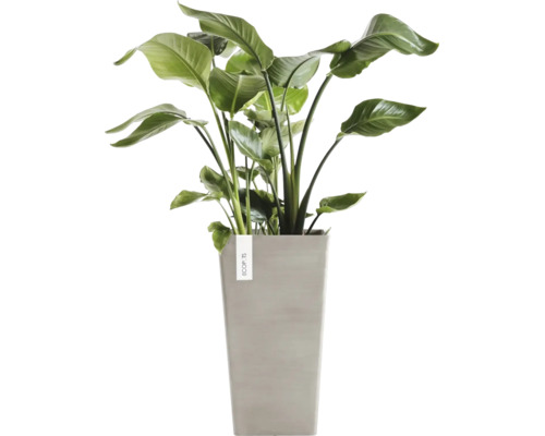 Strelitzia Nicolai Zimmerpflanze im hohen grauen Pflanzgefäß von Ecopots.